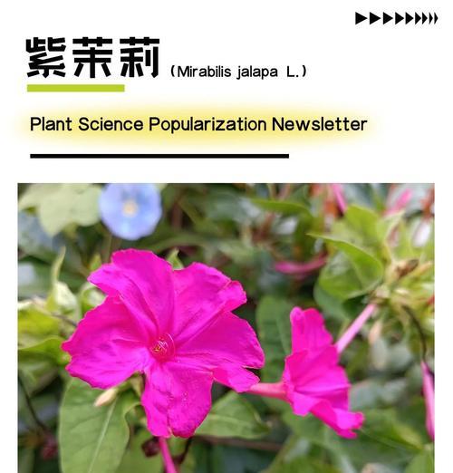 紫茉莉种植的正确方法和技巧是什么？