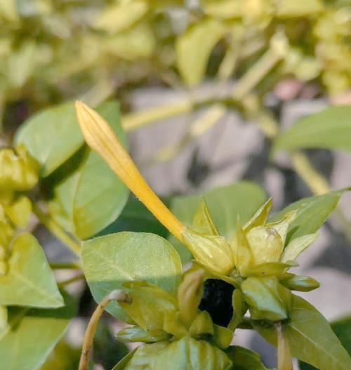 紫茉莉种植的正确方法和技巧是什么？