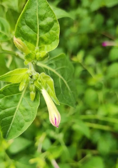 紫茉莉种植的正确方法和技巧是什么？