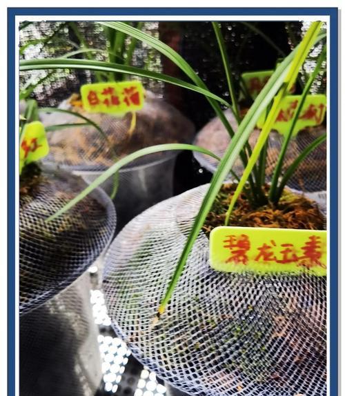 室内兰花浇水的最佳时间和方法是什么？