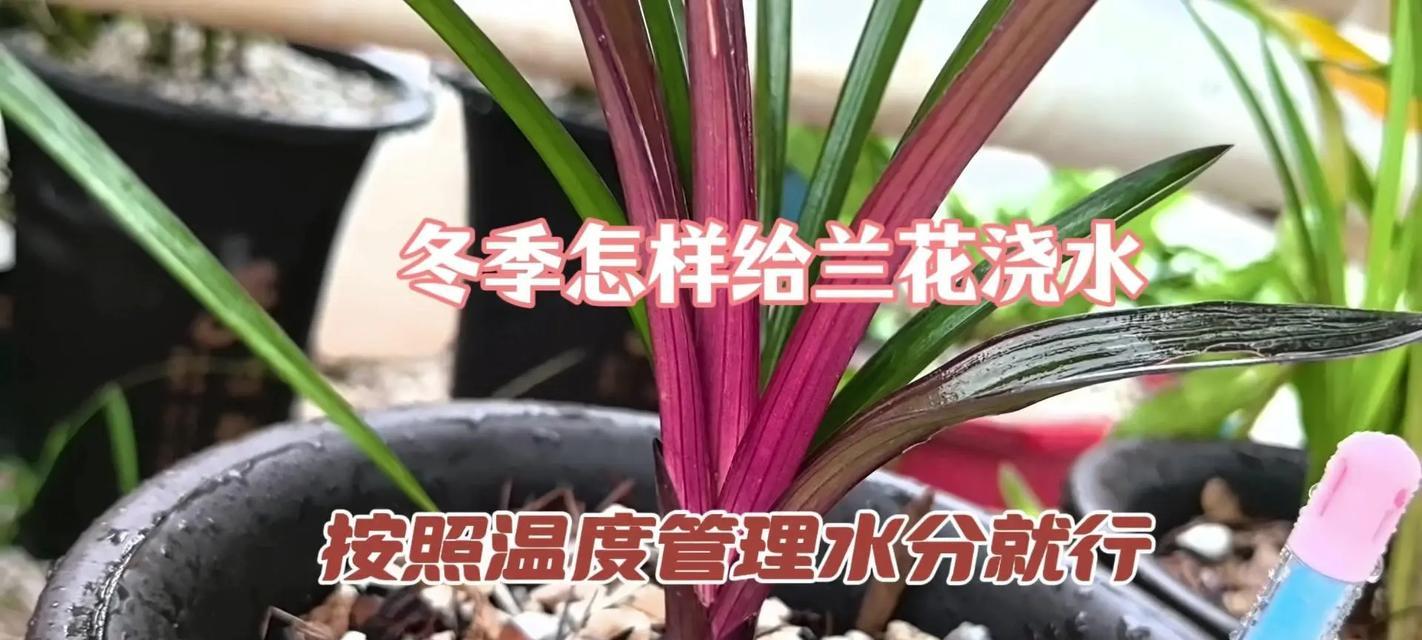 室内兰花浇水的最佳时间和方法是什么？