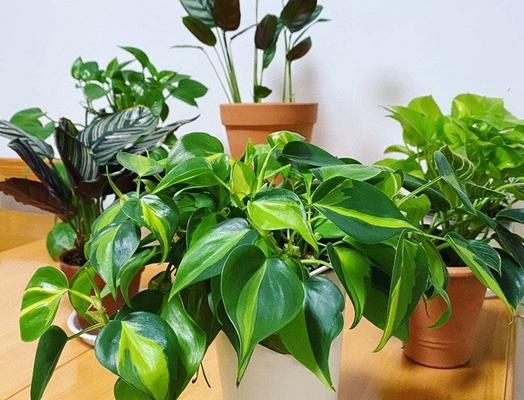 家庭盆栽植物有哪些？如何选择适合家庭的盆栽植物？