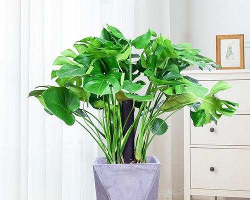 家庭盆栽植物有哪些？如何选择适合家庭的盆栽植物？