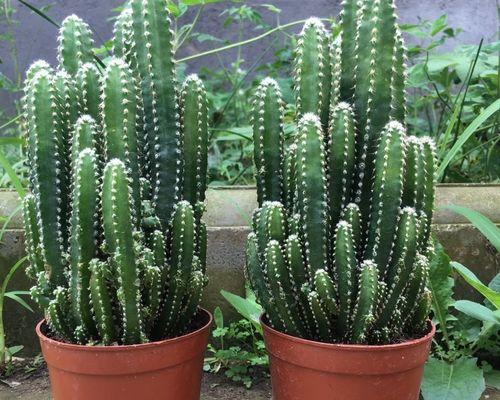 家庭盆栽植物有哪些？如何选择适合家庭的盆栽植物？
