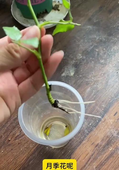 月季扦插后怎么浇水？浇水的最佳时机和方法是什么？