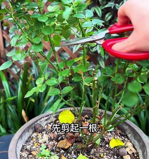 月季扦插后怎么浇水？浇水的最佳时机和方法是什么？