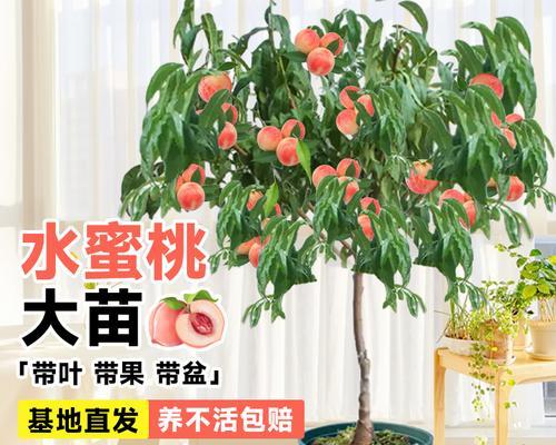 桃新品种有哪些？如何选择适合的桃树品种？