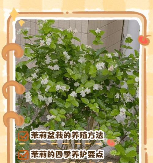 未利花的正确养植方法是什么？
