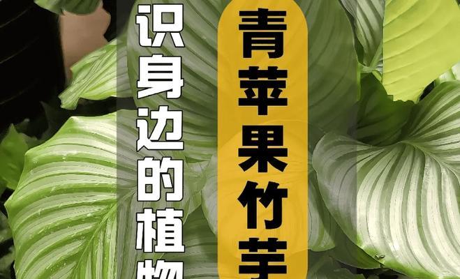 青苹果植物对健康有哪些好处？如何养护？