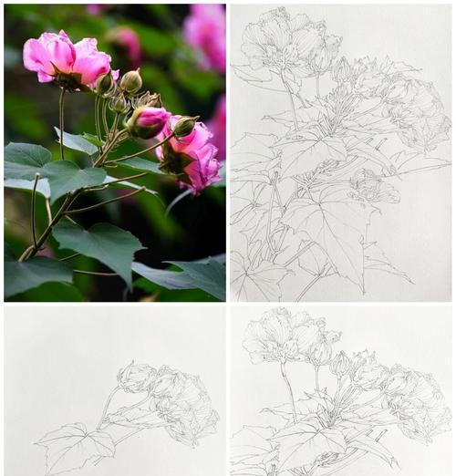 芙蓉花种植步骤是什么？