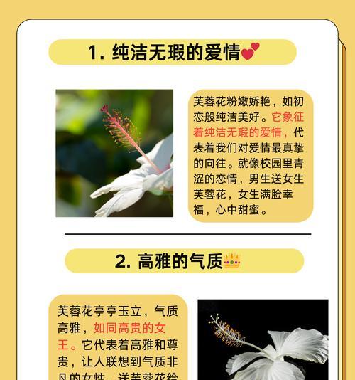 芙蓉花种植步骤是什么？