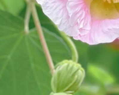 芙蓉花种植步骤是什么？