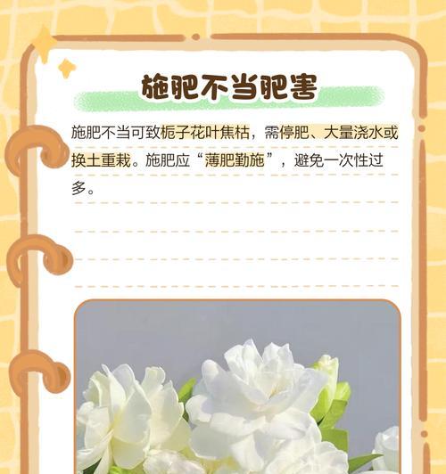 栀子花花叶枯萎的原因及解决方法是什么？
