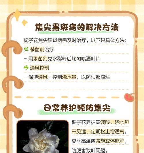 栀子花花叶枯萎的原因及解决方法是什么？