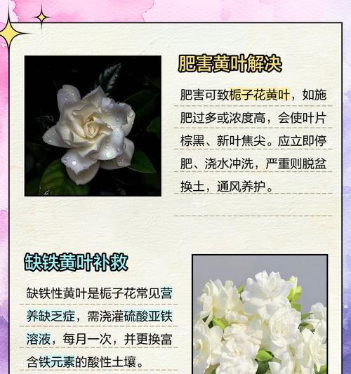 栀子花叶片干燥的处理方法是什么？