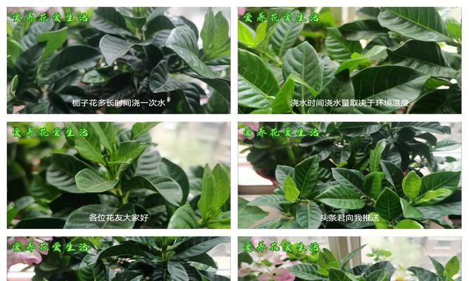 栀子花叶片干燥的处理方法是什么？