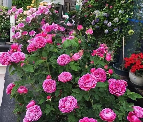 月季花的养殖技巧有哪些？如何让月季花更鲜艳？