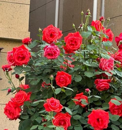 月季花的养殖技巧有哪些？如何让月季花更鲜艳？