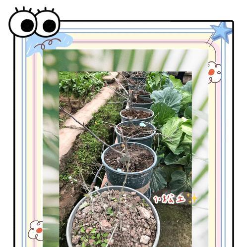 月季花的养殖技巧有哪些？如何让月季花更鲜艳？