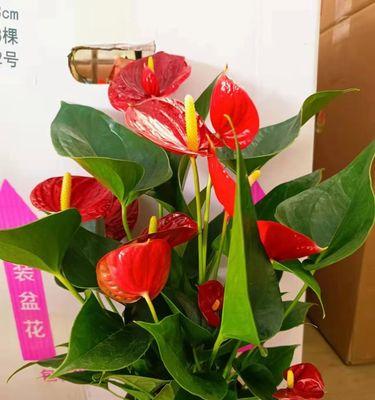 红掌应该使用哪种盆栽？