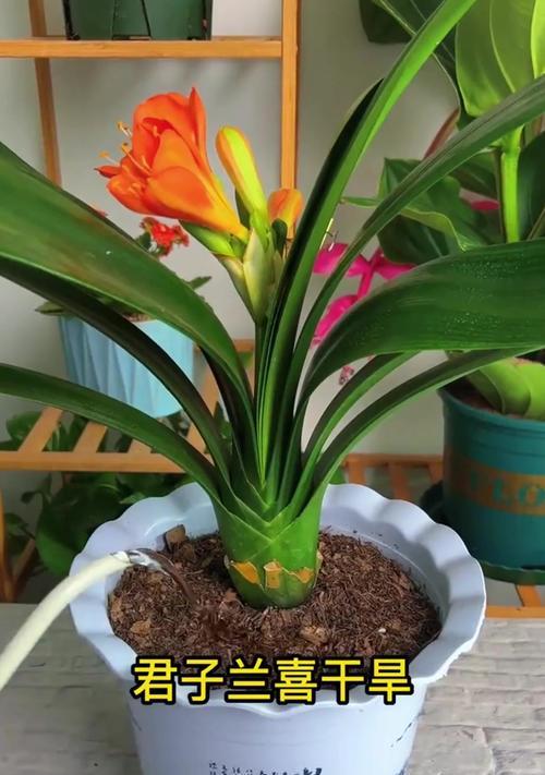 君子兰为什么不开花？君子兰不开花的原因及解决方法是什么？