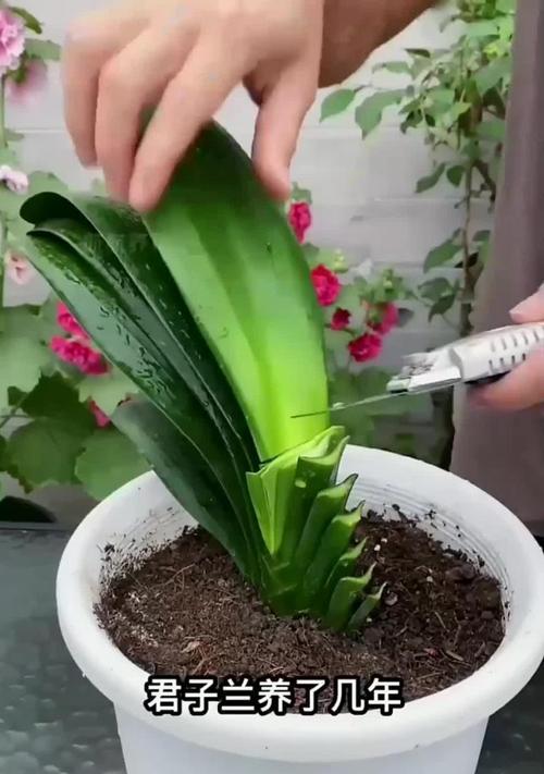 君子兰为什么不开花？君子兰不开花的原因及解决方法是什么？