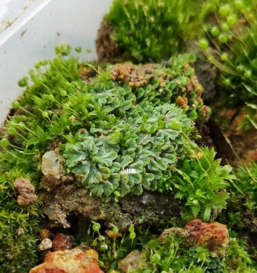 苔藓植物的分类及其生态特性是什么？
