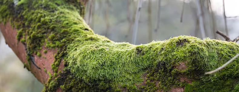 苔藓植物的分类及其生态特性是什么？