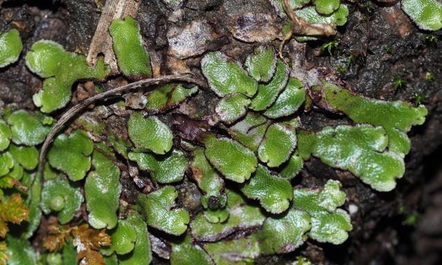 苔藓植物的分类及其生态特性是什么？