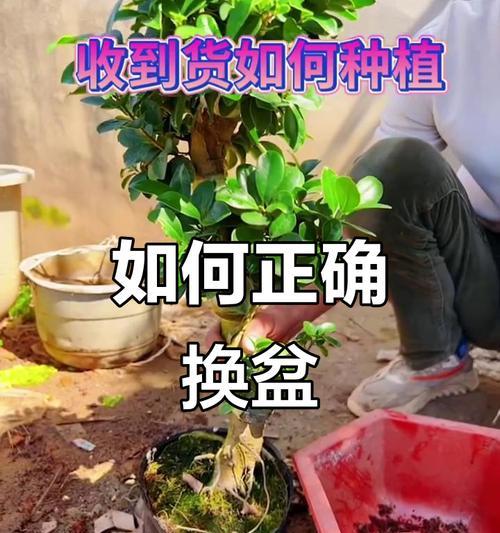 榕树繁殖有哪些技巧？