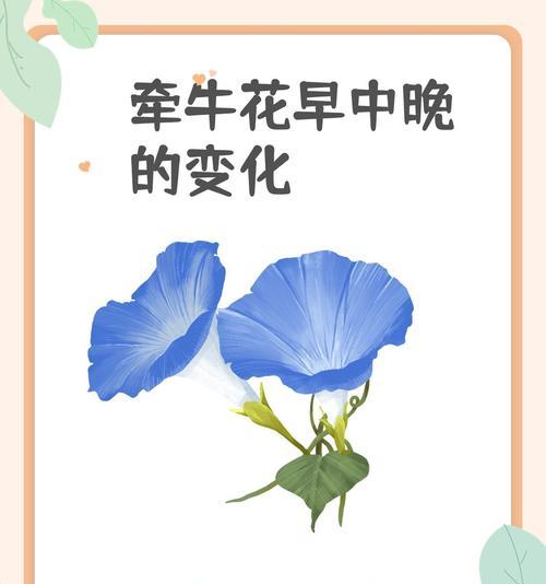 牵牛花种植的正确时机是什么时候？