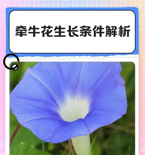 牵牛花种植的正确时机是什么时候？