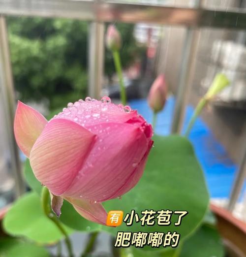 荷花种子种植的步骤和技巧是什么？