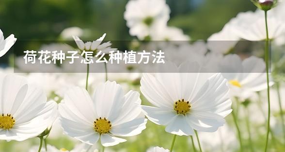 荷花种子种植的步骤和技巧是什么？