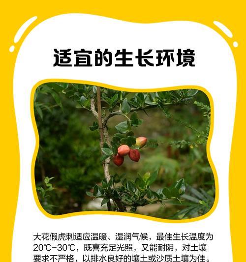 虎刺花的养护方法和注意事项是什么？