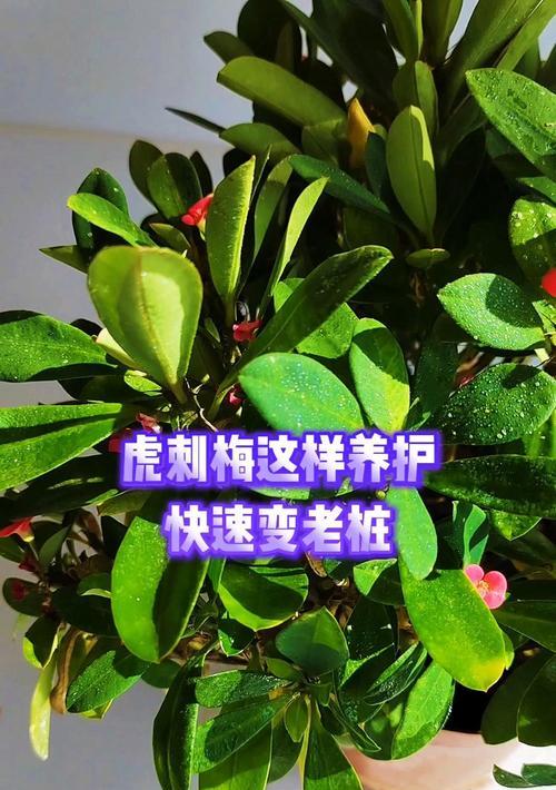 虎刺花的养护方法和注意事项是什么？