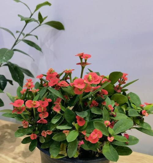 虎刺花的养护方法和注意事项是什么？