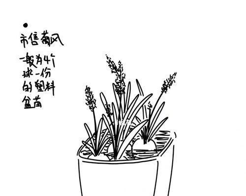 风信子消毒的正确步骤是什么？