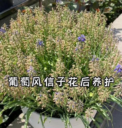风信子消毒的正确步骤是什么？