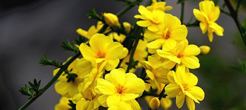迎春花修剪的最佳时机是什么时候？