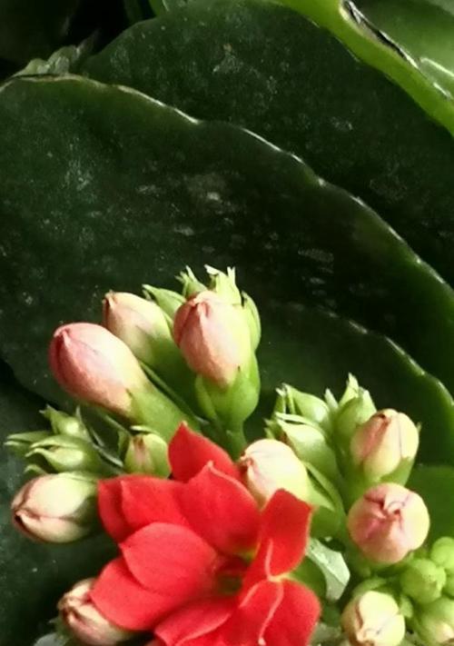 长寿花的最佳种植时间是什么时候？