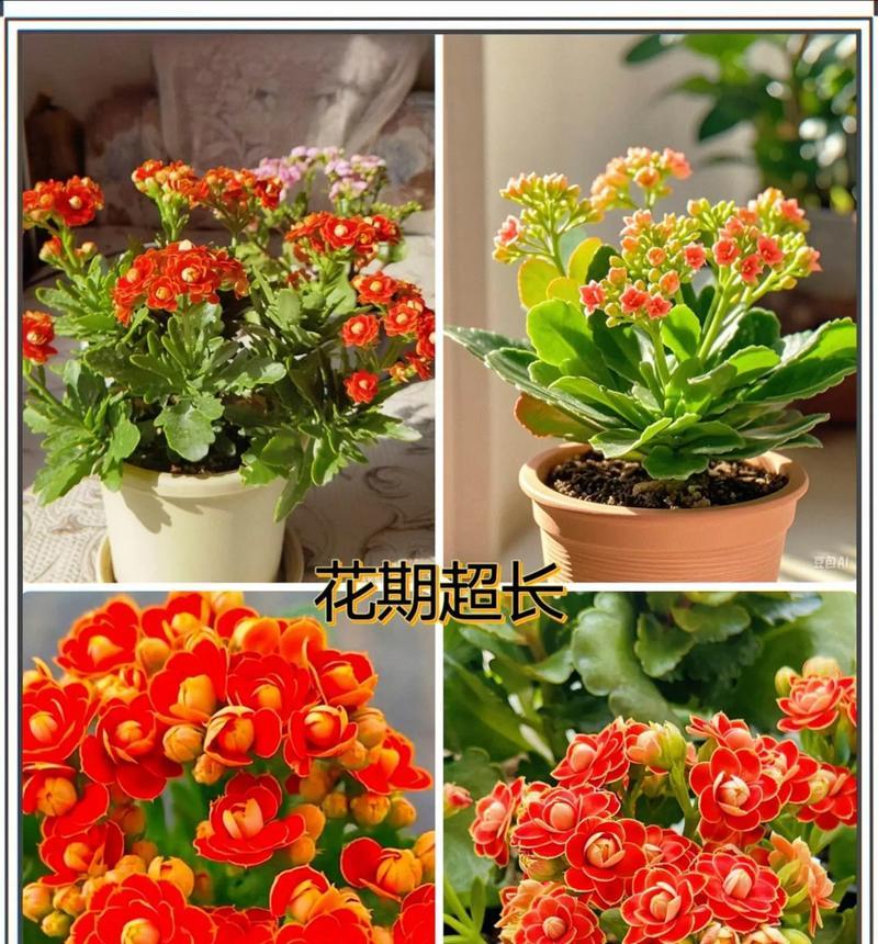 长寿花的最佳种植时间是什么时候？