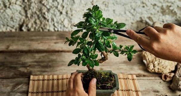 植物摘心的正确方法是什么？摘心有哪些常见问题？