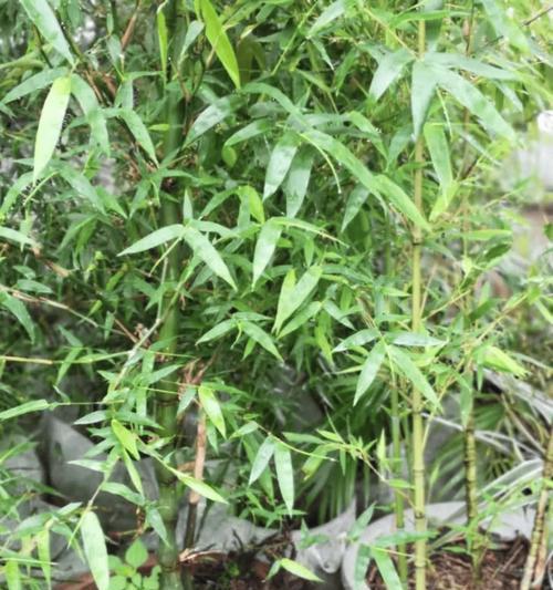 夏天适合种植哪些植物？夏天种植植物有哪些注意事项？