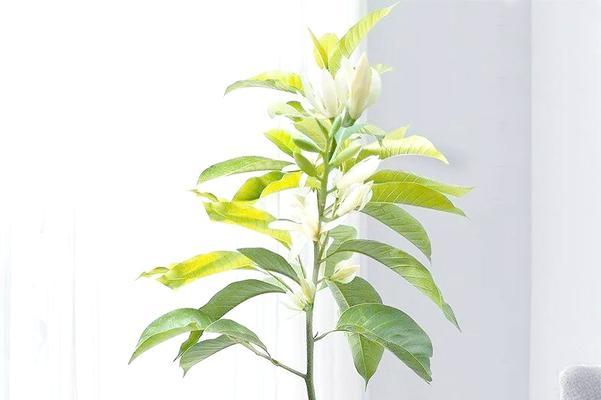 夏天适合种植哪些植物？夏天种植植物有哪些注意事项？