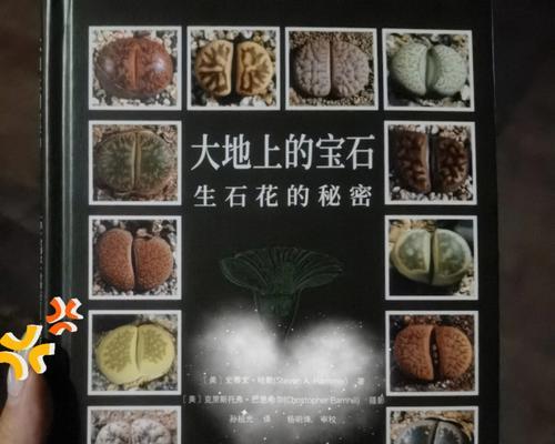 哪些生石花品种最适合初学者？如何养护？