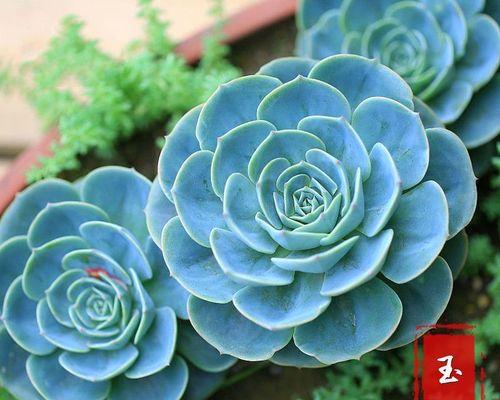 玉蝶植物的土壤选择有什么讲究？