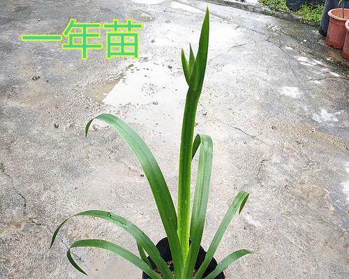 玉蝶植物的土壤选择有什么讲究？