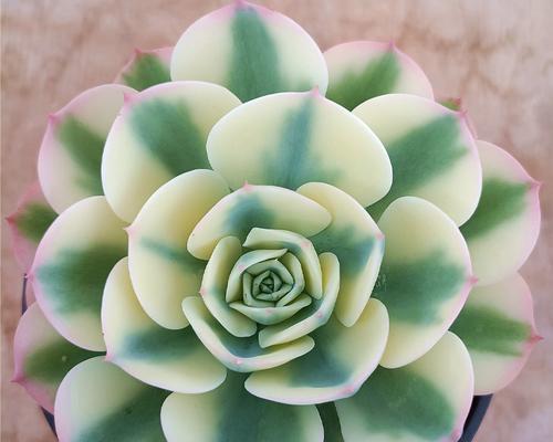 玉蝶植物的土壤选择有什么讲究？