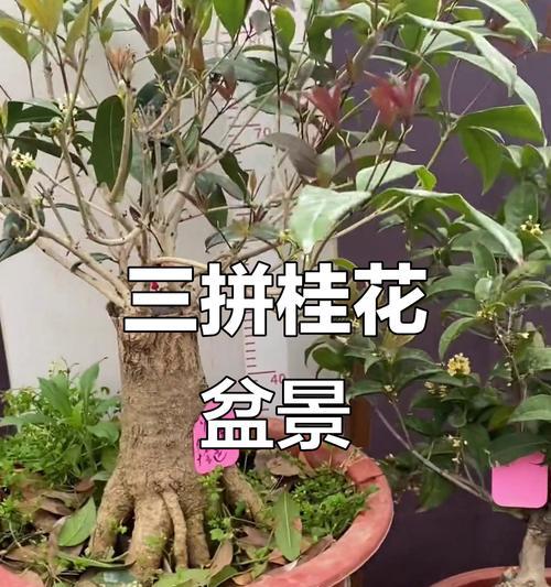 贵花嫁接技巧有哪些？